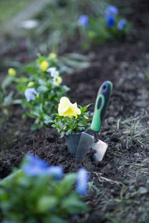 Flowers viola on the flowerbed, planting seedlingsの写真素材