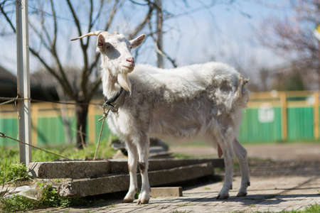 Goats graze on the street in the villageの写真素材
