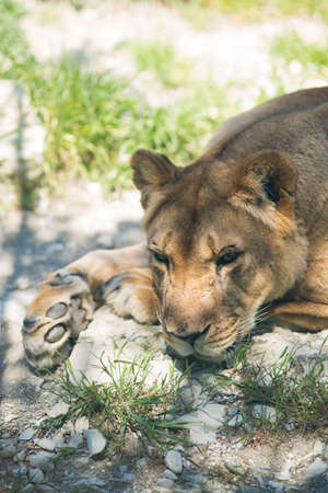 Lion in the zoo resting on the grassの写真素材