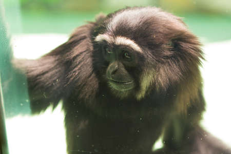 Monkey in the zoo behind the glass