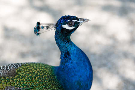 Peacock. large head and feathers