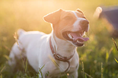 Dog Jack Russell Terrier playing on nature in the grassの写真素材