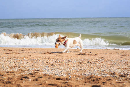Dog Jack Russell on the beach, , dog on the seaの写真素材