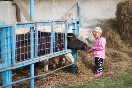 Little Girl feeds the horses in the stableの写真素材