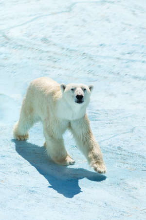 A polar bear walks through the snowの写真素材