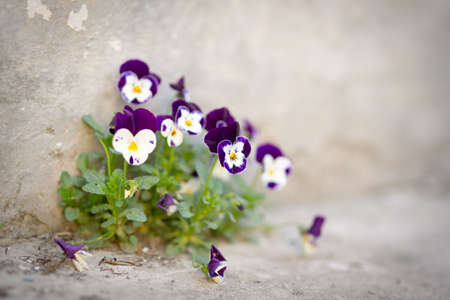 Flowers violas grow in concrete on the roadの写真素材