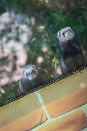 ferrets in the zoo behind the glassの写真素材
