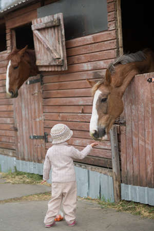 Little Girl feeds the horses in the stableの写真素材