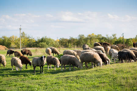 Sheep graze on the fieldの写真素材