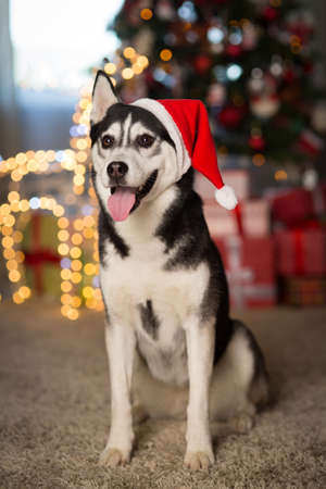 dog wearing santa hat at homeの写真素材