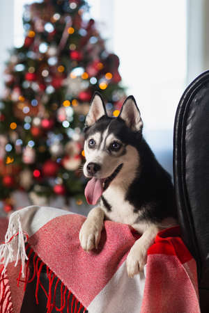 Dog near the Christmas treeの写真素材