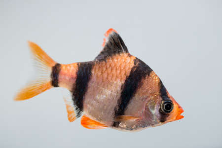 Aquarium fish Barbus swimming in an aquariumの写真素材