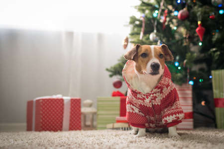 dog under the christmas tree at homeの写真素材