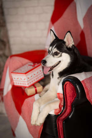 Dog sitting in a roomの写真素材