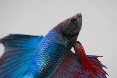 Cock fish in the aquariumの写真素材