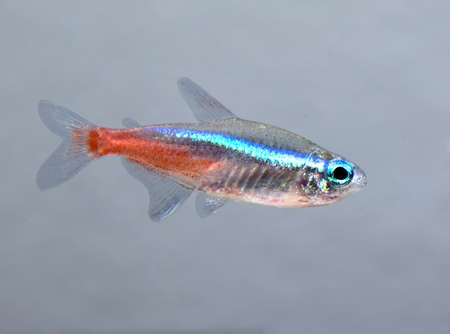 Ffish Neon swims in the aquarium
