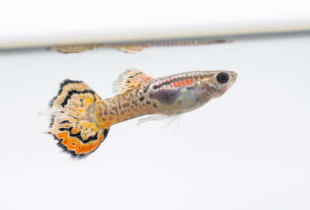 Guppy fish swims in an aquariumの写真素材