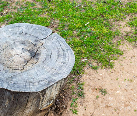 Old tree cut close upの写真素材