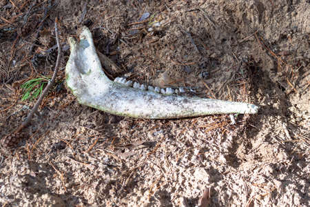 Animal jaw bone of dead animal with large teeth found lying on the ground in the forest. Mystical...