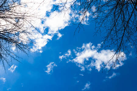 Beautiful bright Blue sky with white clouds view with tree barks background texture pattern. Text copy space.の写真素材