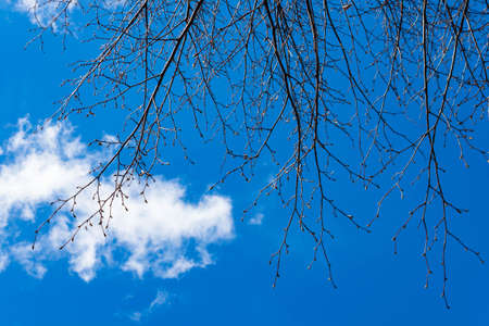 Beautiful bright Blue sky with white clouds view with tree barks background texture pattern. Text copy space.の写真素材