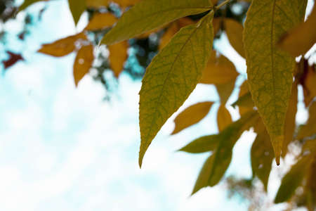 Closeup yellow green autumn leaves against blue fall sky. Natural background view. Selective soft focus. Shallow depth of field. Text copy space. Autumn conceptの写真素材