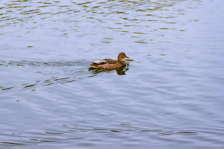Single small brown, black, white, and yellow wild female mallard duck swimming floating in lake or river on the background of the water surfaceの写真素材