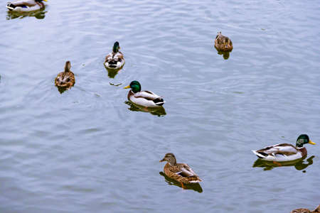 Few small brown, black, white, and yellow wild male female mallard ducks swimming floating in lake or river on the background of the water surfaceの写真素材