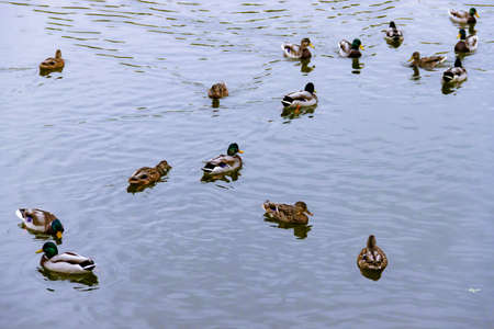 Few small brown, black, white, and yellow wild male female mallard ducks swimming floating in lake or river on the background of the water surfaceの写真素材