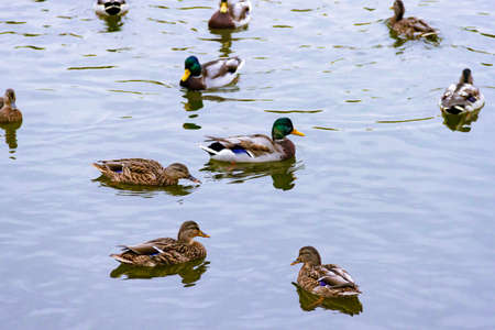 Few small brown, black, white, and yellow wild male female mallard ducks swimming floating in lake or river on the background of the water surfaceの写真素材