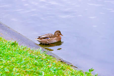 Single small brown, black, white, and yellow wild female mallard duck swimming floating in lake or river on the background of the water surfaceの写真素材