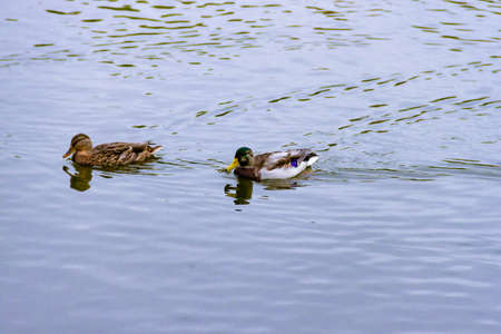Pair small brown, black, white, and yellow wild male female mallard duck swimming floating in lake or river on the background of the water surfaceの写真素材