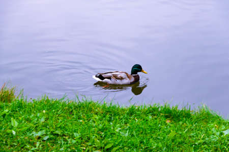 Three small brown, black, white, and yellow wild male mallard duck near the edge of the pond or lake or river on the background of the water surfaceの写真素材