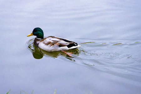 Single small brown, black, white, and yellow wild male mallard duck swimming floating in lake or river on the background of the water surfaceの写真素材