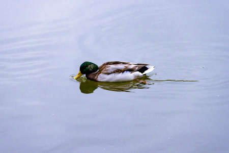 Single small brown, black, white, and yellow wild male mallard duck swimming floating in lake or river on the background of the water surfaceの写真素材
