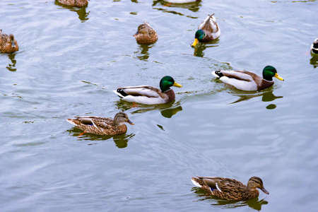 Few small brown, black, white, and yellow wild male female mallard ducks swimming floating in lake or river on the background of the water surfaceの写真素材
