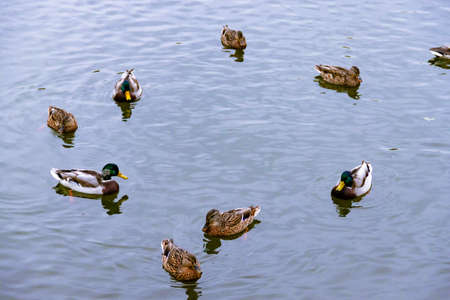 Few small brown, black, white, and yellow wild male female mallard ducks swimming floating in lake or river on the background of the water surfaceの写真素材