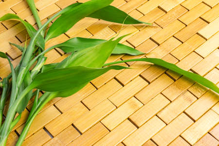 Young green bamboo branches, leaves on wooden background. Spa, massage, welbeing, zen conceptの写真素材