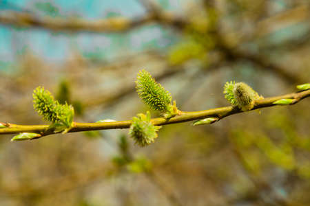 Fluffy green pussy willow bud flowers branch close up on blurred spring natural abstract background