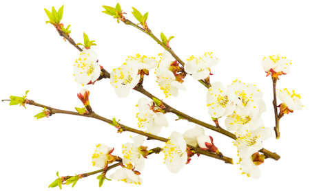 Blossoming apple tree twig isolated on white background. Early spring, Easter concept. Close up.の写真素材