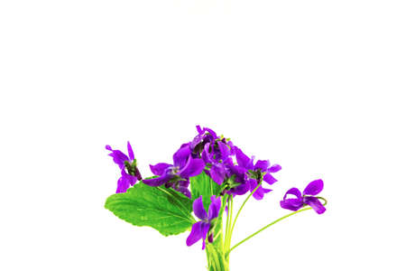 Viola odorata Violet early spring Easter forest flowers bouquet isolated on white background.の写真素材