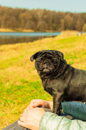Cute black pug dog sitting on male lap on spring park natural baclgroundの写真素材
