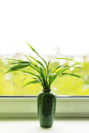 Bamboo plant Dracaena Sanderiana in green vase on room window sill on blurred city backgroundの写真素材