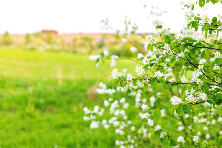 Shadberry bush with white flowers on branches against blurred sunset evening natural background springtimeの写真素材