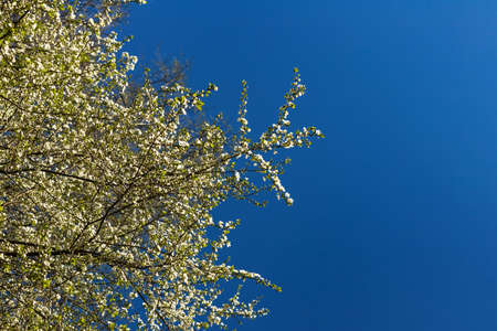 Blooming apple cherry tree branch with white flowers on natural dark blue sunny spring sky backgroundの写真素材
