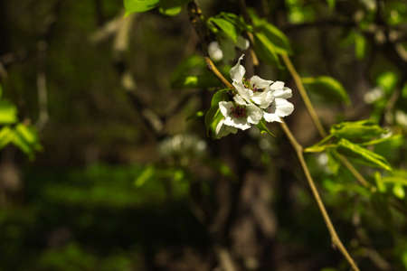 Blooming apple cherry tree branch with pink and white flowers on natural dark green blurred backgroundの写真素材