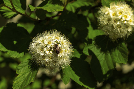 Honey bee sitting, collecting nectar and pollinating hawthorn white flowers closeup.の写真素材