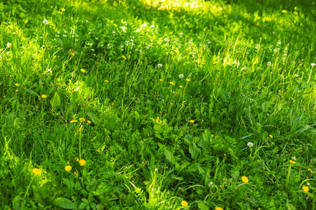 Beautiful green grass and yellow dandelion flowers Sunlit lawn natural background texture.の写真素材