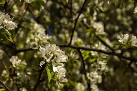 Flowering branches of fruit tree all over floral design background.の写真素材