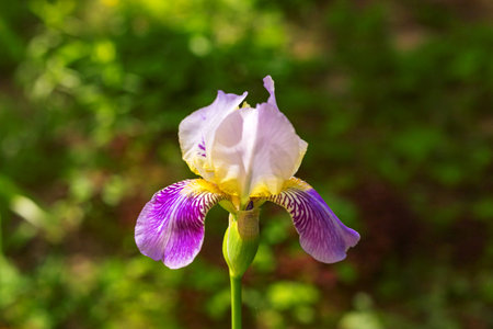Beautiful purple and yellow Iris flower on blurred green natural background. Bearded iris concept.の写真素材